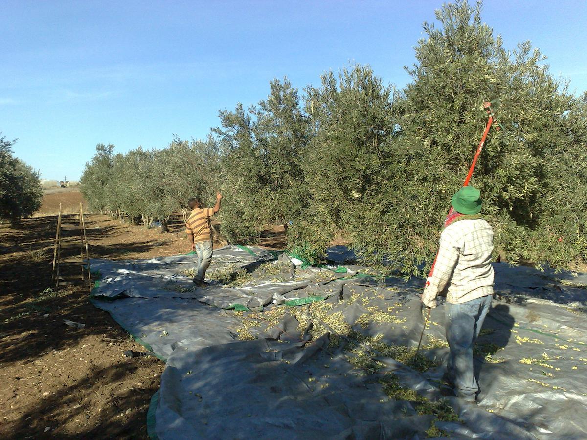 Peace Tent Βίλα Kfar Rut Εξωτερικό φωτογραφία