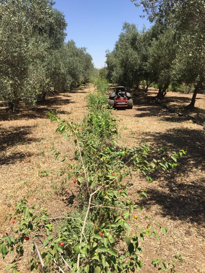 Peace Tent Βίλα Kfar Rut Εξωτερικό φωτογραφία