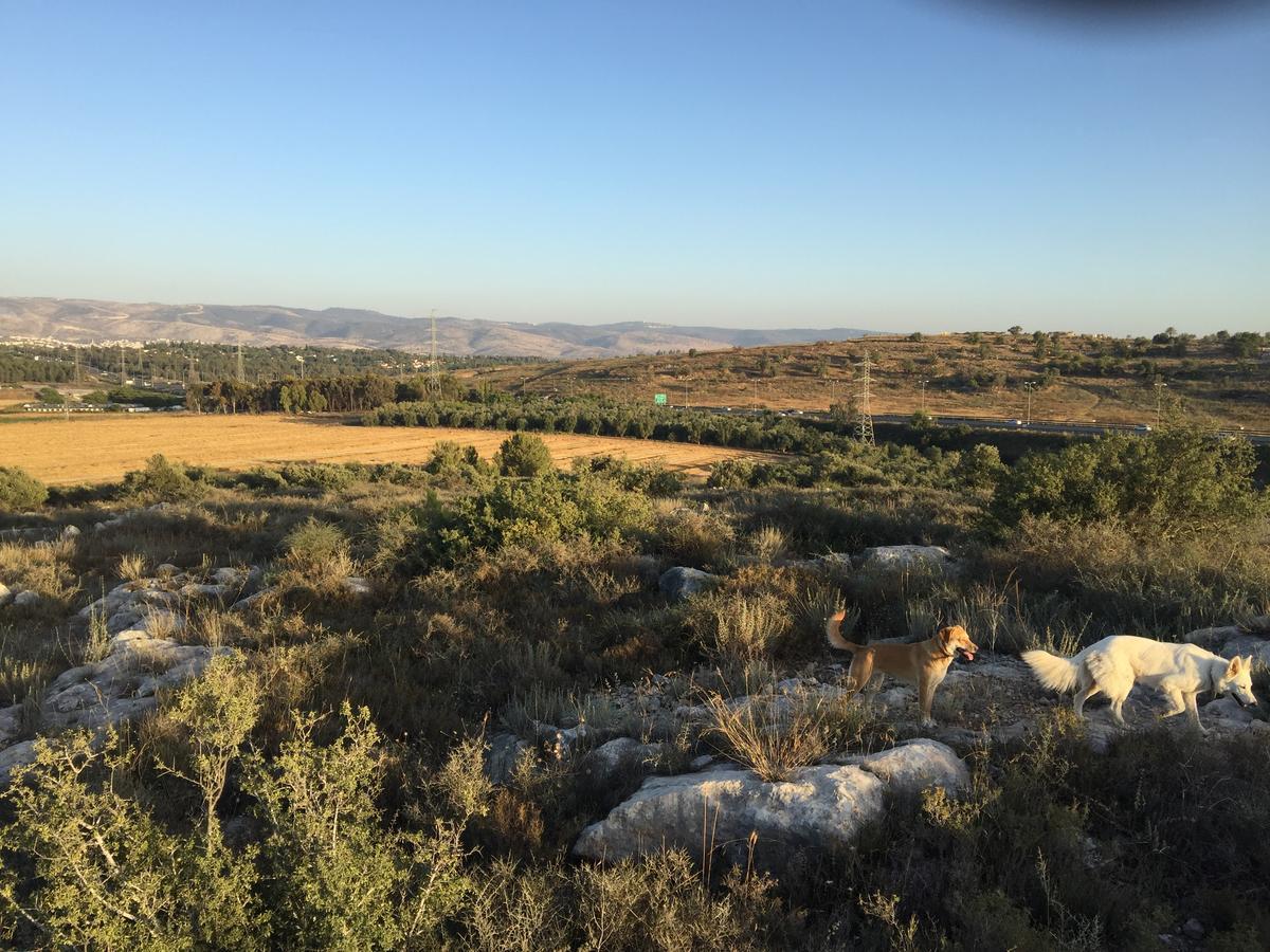 Peace Tent Βίλα Kfar Rut Εξωτερικό φωτογραφία
